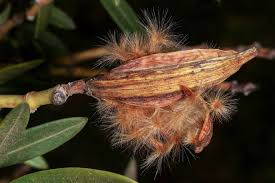 Image result for Sphaeropsis tumefaciens oleander symptoms