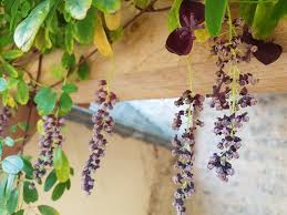 Image result for Scabiosa drakensbergensis