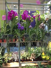 Vanda Orchids At Home Depot In Greensboro Nc Vanda Orchids Orchids Plants
