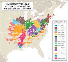 The target zone stretches from georgia in the southern u.s. Why Do Some Cicadas Appear Only Every 17 Years Britannica