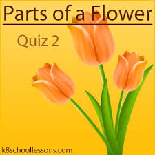 It is the third ingredient. Parts Of A Flower Quiz 2 Science Quizzes The K8 School