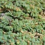 Image result for Euphorbia granulata