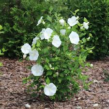 Image result for Hibiscus platycalyx
