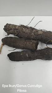 Image result for Curculigo pilosa