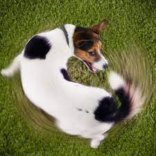 Is Your Dog Just Chasing Its Tail Or Is It Obsessive Animal Behaviour The Guardian