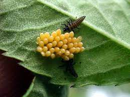 Learn how to attract ladybugs in your they are usually yellow or orange when they have recently finished the pupa stage, and will ladybugs will lay their eggs in an area with lots of aphids because they know their young will have a. Common Lily Pests Lilyflowerstore