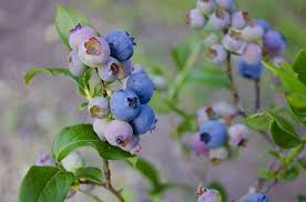 We did not find results for: Buy Blueray Organic Blueberries Vaccinium Spp Planting Justice
