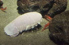 It's the crustodian of the sea. new horizons the giant isopod is a rare, benthic aquatic life form found at the bottom of the ocean in new leaf and new horizons. Giant Isopod Wikipedia
