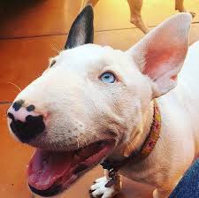 Pitbull Terrier Black And Blue Eyes 17 1k Likes 119 Comments Bull Terrier Pics Bullterrierpics On Instagram Yosoymayka Blue Eye Bul Bull Terrier Mini Bull Terriers Bull Terrier Puppy