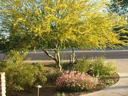 Desert museum palo verde (cercidium x 'desert museum') key feature: Blue Palo Verde Drought Tolerant Tree For Shade In The Front Yard Front Yard Landscaping California Native Plants Trees For Front Yard