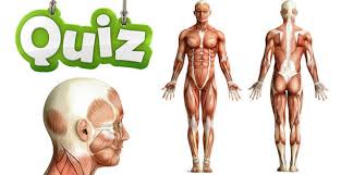 Muscles du bas du dos. Quiz Os Muscles Organes Connaissez Vous Bien Le Corps Humain Rennes Maville Com