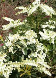 Entdecken sie jetzt unsere große auswahl an verschiedenen pflanzen in baumschulqualität. Mountain Snow Pieris Shop Online With Plantsbymail Com