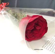 Lukisan bunga ros pensil brad erva doce info. Arti Setangkai Bunga Mawar Merah Untuk Wanita Yang Anda Cintai Ratutips