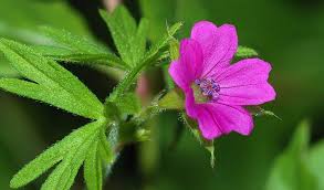 Image result for ostruhatka