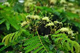 Image result for Albizia adianthifolia