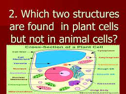 An animal cell does not have such prominent vacuoles, and vacuoles are fewer in number. Power Point By Katherine Pease Questions By R Neil Ppt Download
