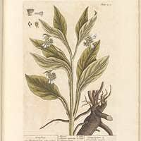 Image result for Platycoryne pervillei