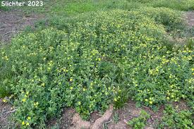 Image result for Duosperma glabratum