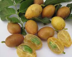 Image result for Clausena lansium