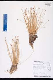 Image result for Eleocharis caduca