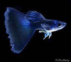 They May Be Found In Any Store That Sells Fish And Come In A Selection Of Shapes And Colors In Terms Of The Categories There A Guppy Fish Aquarium Fish Guppy