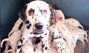 Originating as a hunting dog, it was also used as a carriage dog in its early days. Dalmatian Mom Gives Birth To Huge Litter Of 18 Spotted Puppies They Just Kept On Coming