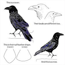 Ever wondered how to tell the difference between a crow, a raven and a rook? What S The Difference Between A Raven And A Crow Kristy Davison