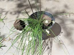 Image result for Chlorophytum calyptrocarpum