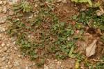 Image result for Euphorbia ophthalmica