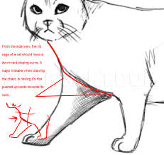 This pose is the most difficult to draw. How To Draw A Realistic Cat Draw Real Cat Step By Step Drawing Guide By Dawn Dragoart Com