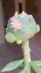 Image result for Melhania forbesii