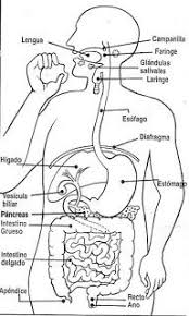 Pin En Cuerpo Humano
