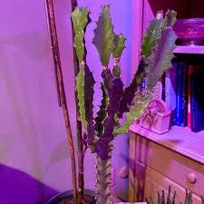 Image result for Euphorbia confinalis