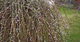 Image result for venturia saliciperda willow tree