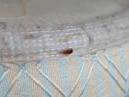 Success depends on the extent of the infestation, clutter on site, and resident participation. Maine Bed Bug Control Services Professional Bed Bug Treatments In Maine