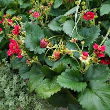 When we had people over for the barbecue, i actually used a strawberry. Berried Treasure Red Strawberry Fragaria Ananassa Proven Winners