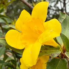 Image result for Gelsemiaceae