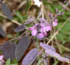 Image result for Securidaca welwitschii