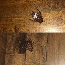 Is best to treat these insects before they can multiply. Any Idea What Kind Of Roaches These Are They Are 2 Different Ones Found On My Living Room Floor A Few Days Apart Both Dead Pestcontrol