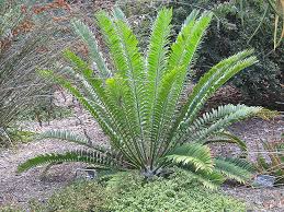 Image result for Cyathula natalensis