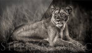 Plexi Print Lionne Couchee Afrique Magnifique Felin Lion Stephane Alsac Guidance énergétique lion juillet 2020. afrique magnifique felin lion