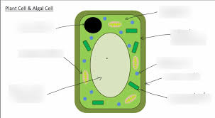 Animal and plant cells gcse worksheet. 2 G H Plant Transport And Gas Exchange Diagram Quizlet