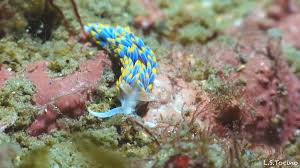 Image result for Bergia salaria