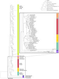 Image result for Astropanax myrianthus