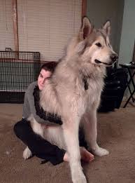 *the sizing recommendations and breed examples listed below are manufacturer standards, intended to give very general idea. Giant Alaskan Malamute Kitchen Crafty Fun Facebook