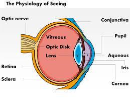 0514 Physiology Of Seeing Eye Anatomy Medical Images For Powerpoint Templates Powerpoint Presentation Slides Template Ppt Slides Presentation Graphics