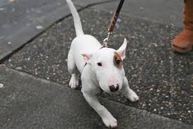 Black And White English Bull Terrier Puppy I Know You Want A Kiss Bull Terrier Mini Bull Terriers Bull Terrier Puppy