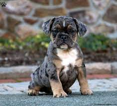 Maybe you would like to learn more about one of these? French Bulldog Mix Puppies For Sale Greenfield Puppies