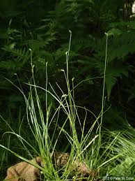 Image result for Carex leptosaccus