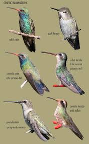 The Gilbert Az Mystery Hummingbird Sheri L Williamson Humming Bird Feeders Backyard Birds Watching Backyard Birds Sanctuary